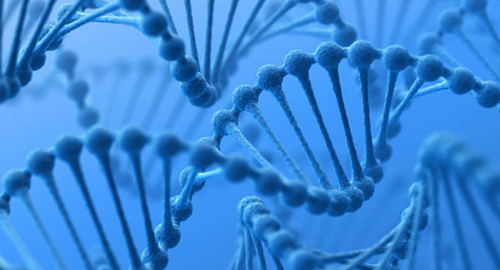 Perché il DNA ha la forma a doppia elica?